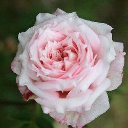 CHO CHO CENTINNIAL - B41