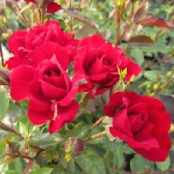 CRIMSON SWEET DREAM - B45