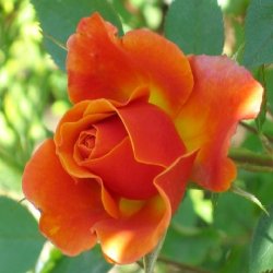 DENVER'S DREAM - B46