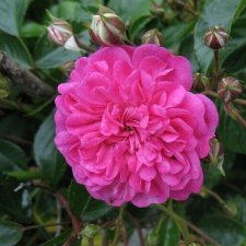 FAIRY CHANGELING - B6