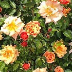 GOLDEN CENTURY - B60