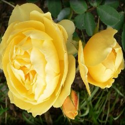 GRAHAM THOMAS GRAHAM THOMAS - B1062