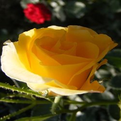 GOLDEN SHOWER - B968