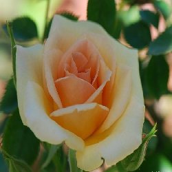 JEAN KENNEALLY - B67