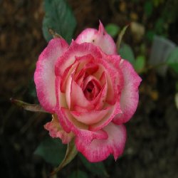 MAGIC CARRAUSAL - B74