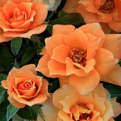 MARIGOLD SWEETDREAM - B75