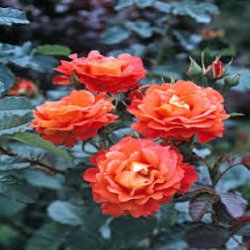 ORANGE TRIUMPH - B15