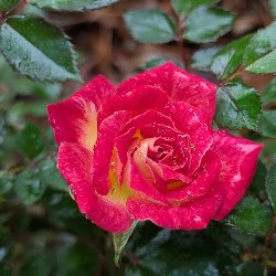 OVER THE RAINBOW - B82