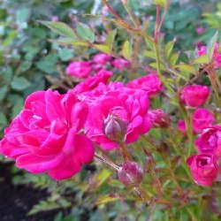 PARLA DE ALCANADA - B83