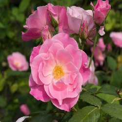 PINK SIMPLICITY - B19