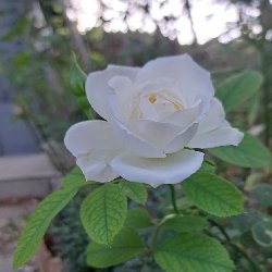 PRINCES OF WALLS - B765