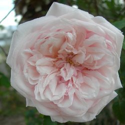 SOUVENIR DE LA MALMAISON - B979