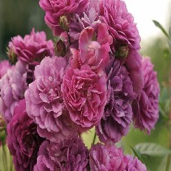 SWEET CHARIOT  - B27