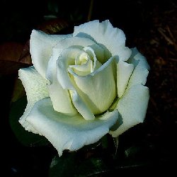 MR. TAPAN KUMAR MAITI