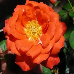 TORCH OF LIBERTY - B54