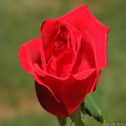 VETERNES HONOR - B144