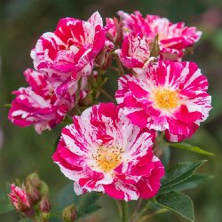 STAR 'N' STRIPE - B103