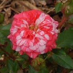 STRWBERRY SWIREL - B104