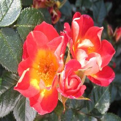 SWEET SYMPHONE - B107