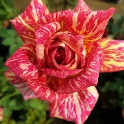 TATA CENTENARY - B166