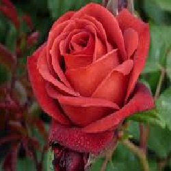 TERRACOTTA TERRACOTTA - B163