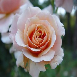 THE CHESHIRE REGEMENT THE CHESHIRE REGEMENT - B161