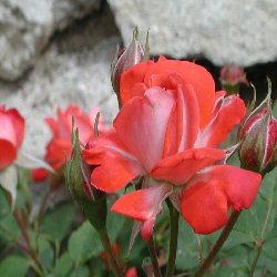 TORCH OF LIBERTY - B113