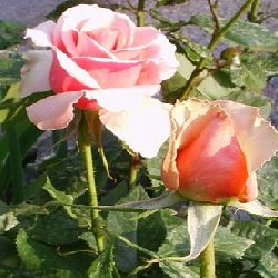 TOURNAMENT OF ROSES - B155