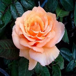 TS TAHITIAN SUNSET - B168