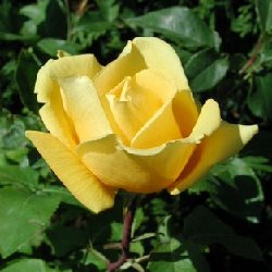 TWENTY FIRST CENTURY - B152