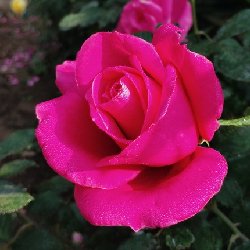 Tajmahal TAJMAHAL - B169