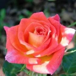 TROPICAL TWIST - B115