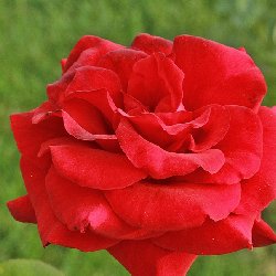 VELVET LASTER - B148