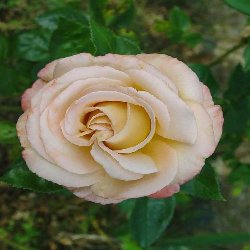 VENDEE IMPERIAL - B147