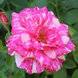 VENU-VAISHALI - B145