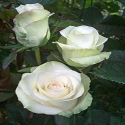 WHITE MASTERPIECE - B134