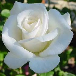 WHITE SUCCESS - B133