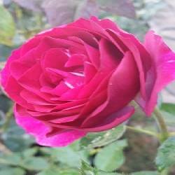 WILD BLUE WONDER - B132