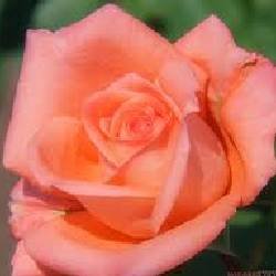 WILFRED NORRIS - B131