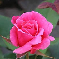 WIND DE KUSHAN - B137