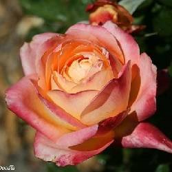 YANKEE DOODLE - B128