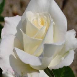 YORK SHIRE BANK - B125