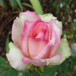 TABLE MOUNTAIN - B171