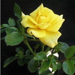 texses SUMMER DAY'S - B191