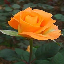 TROPICAL PARADISE - B153