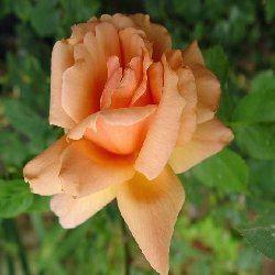 APRICOT CANDY - B185