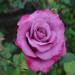 SPELL CASTER - B199/B1424