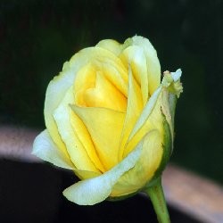 ST. PATRIC ST. PATRIC - B193