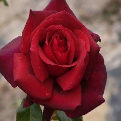 SUMMER FRAGRANCE - B190