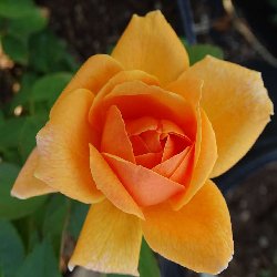 SUNSET SONG SUNSET SONG - B183